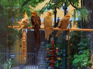 話題の「ことりカフェ」早くも2号店!「ことりカフェ吉祥寺」三鷹の森ジブリ美術館前にオープン