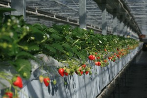 山田養蜂場のイチゴ狩り ミツバチが受粉した5品種、おいCベリー、かおりの、紅ほっぺ、やよいひめ、桃薫、食べ放題