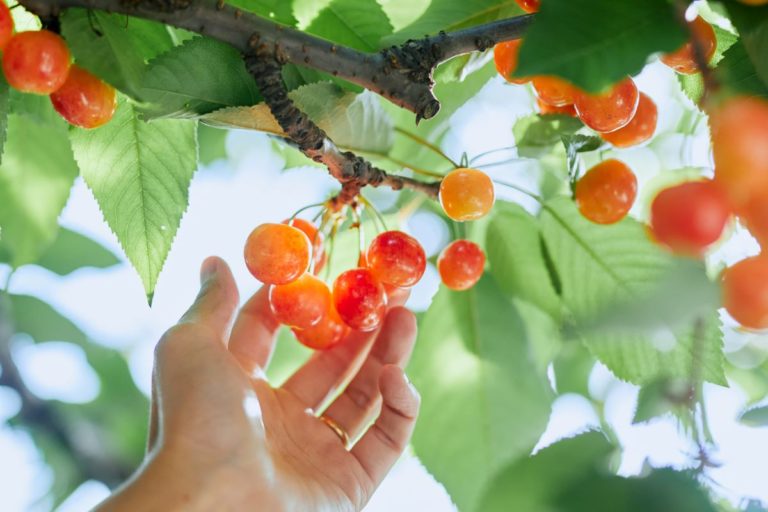 メゾンカカオ　「旅するメゾン」より山形県の佐藤錦を使用したチョコレートスイーツが期間限定登場